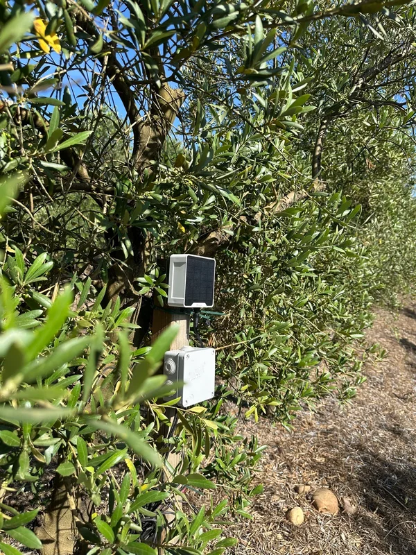 Nodo con panel solar y caja de conexiones instalado en un olivar