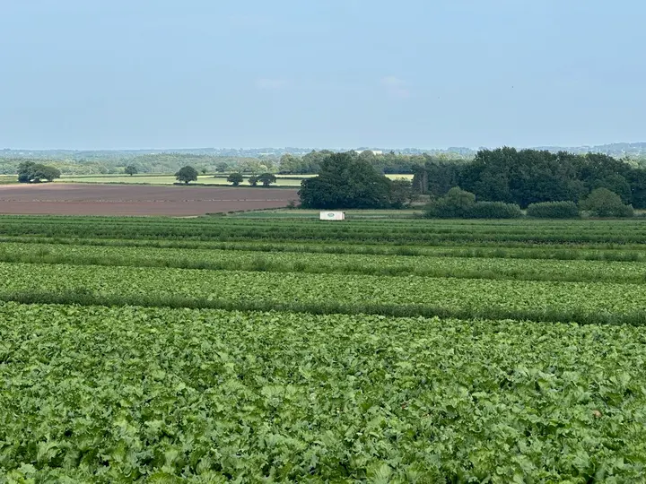 Campo de lechugas en hileras