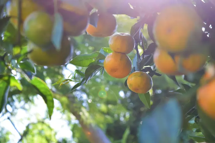Naranjo cargado de fruta