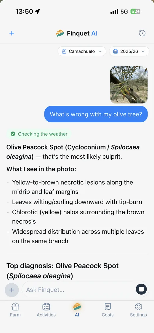 Finquet AI diagnosing a pest on an olive tree from a photo