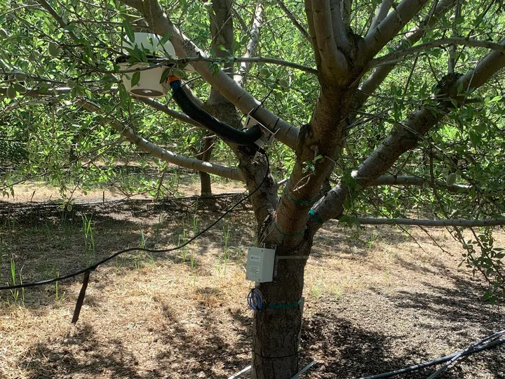Sensores de planta instalados en un almendro: equipo en la copa y caja de conexiones en el tronco